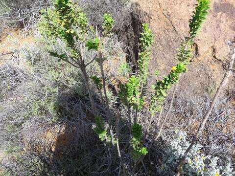 Image de Euryops lateriflorus (L. fil.) Less.