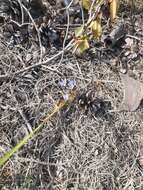 Image of jeweled blue-eyed grass