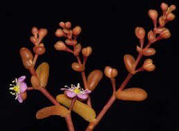 Image of Calandrinia holtumii Obbens & L. P. Hancock