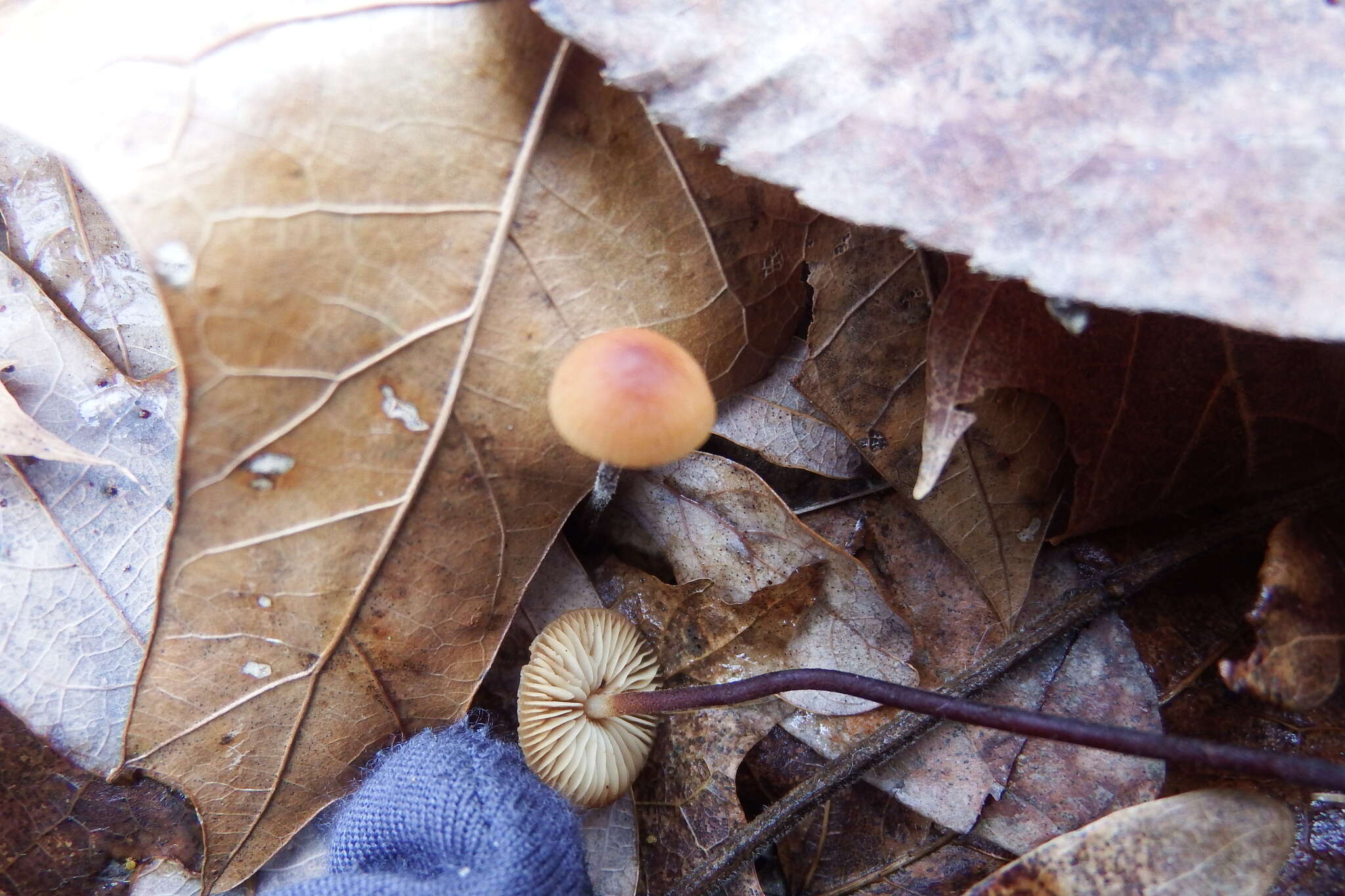 Image de Rhizomarasmius pyrrhocephalus (Berk.) R. H. Petersen 2000