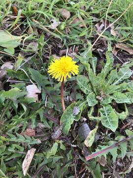 Image de Taraxacum boekmanii Borgv.