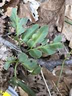 Image of bluntlobe grapefern