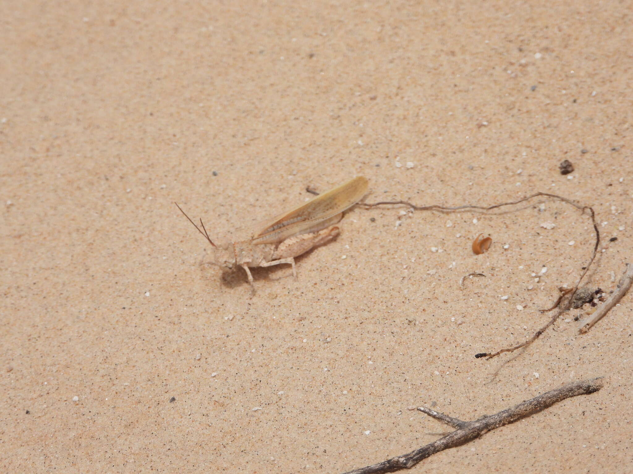 Image of Trimerotropis agrestis McNeill 1900