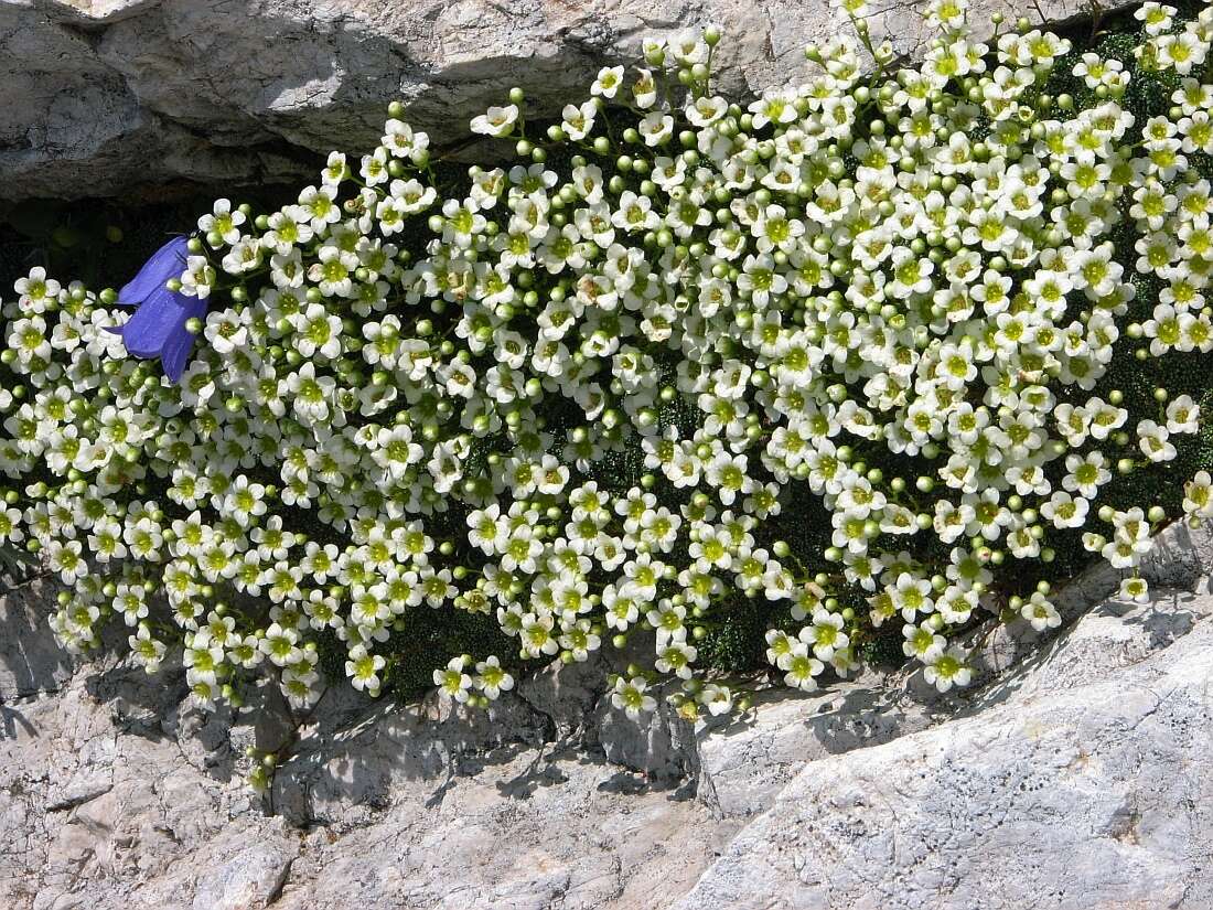 Sivun Saxifraga squarrosa Sieber kuva