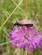 Image of Zygaena cynarae Esper 1789