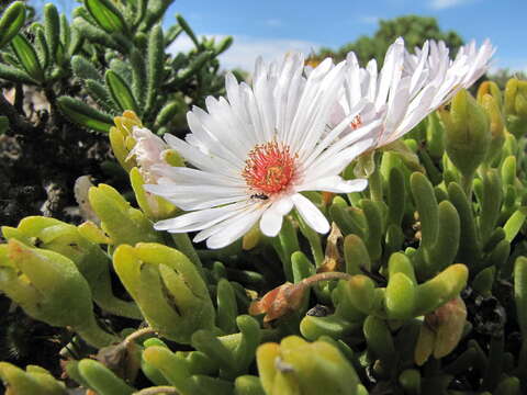 Image of Meyerophytum meyeri (Schwant.) Schwart.