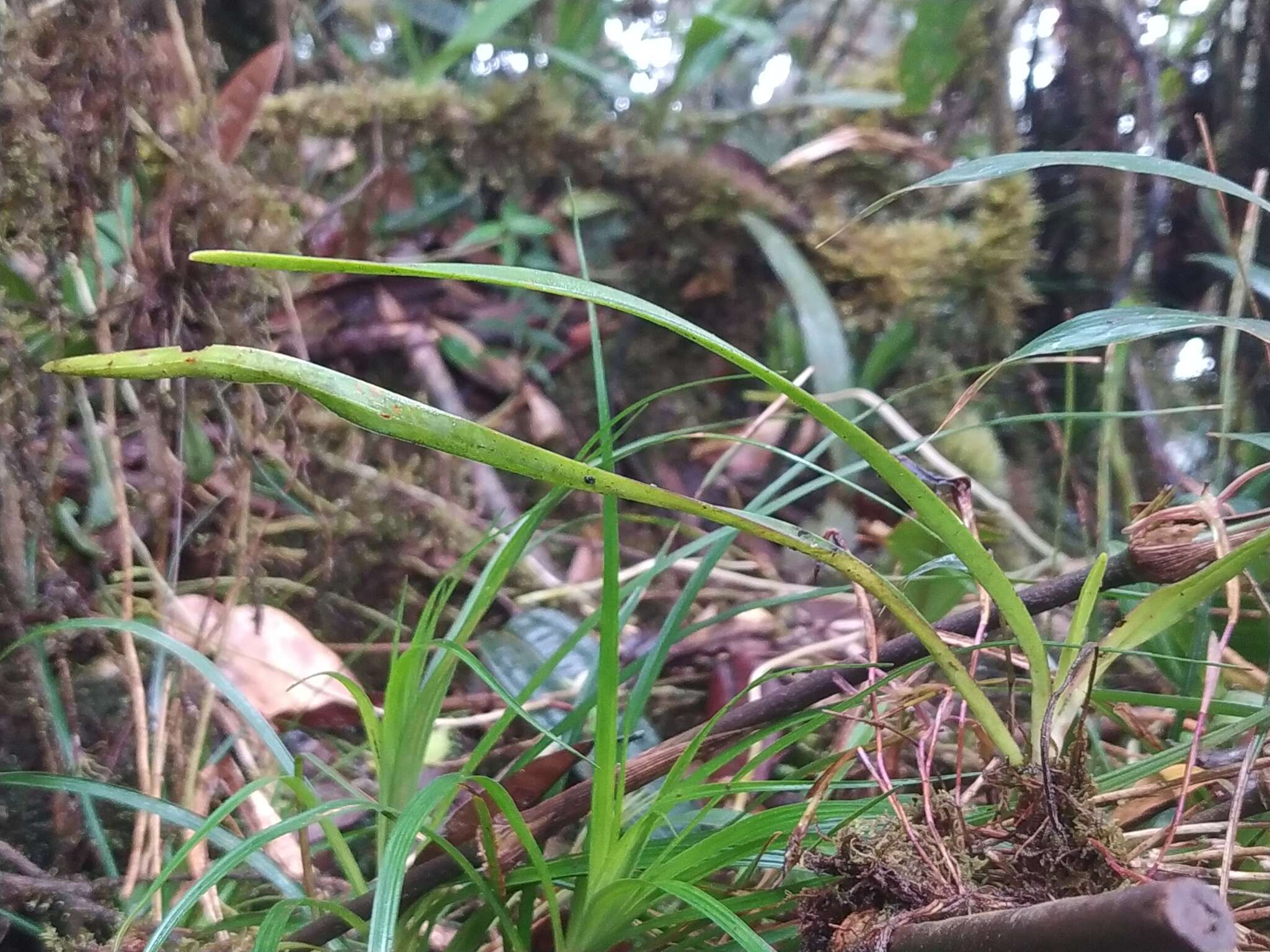 Image of Maxillaria amplifoliata Molinari