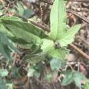 Image of Passiflora exsudans Zucc.