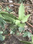 Слика од Passiflora exsudans Zucc.