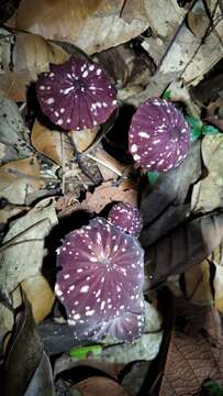 Imagem de Marasmius amazonicus Henn. 1904