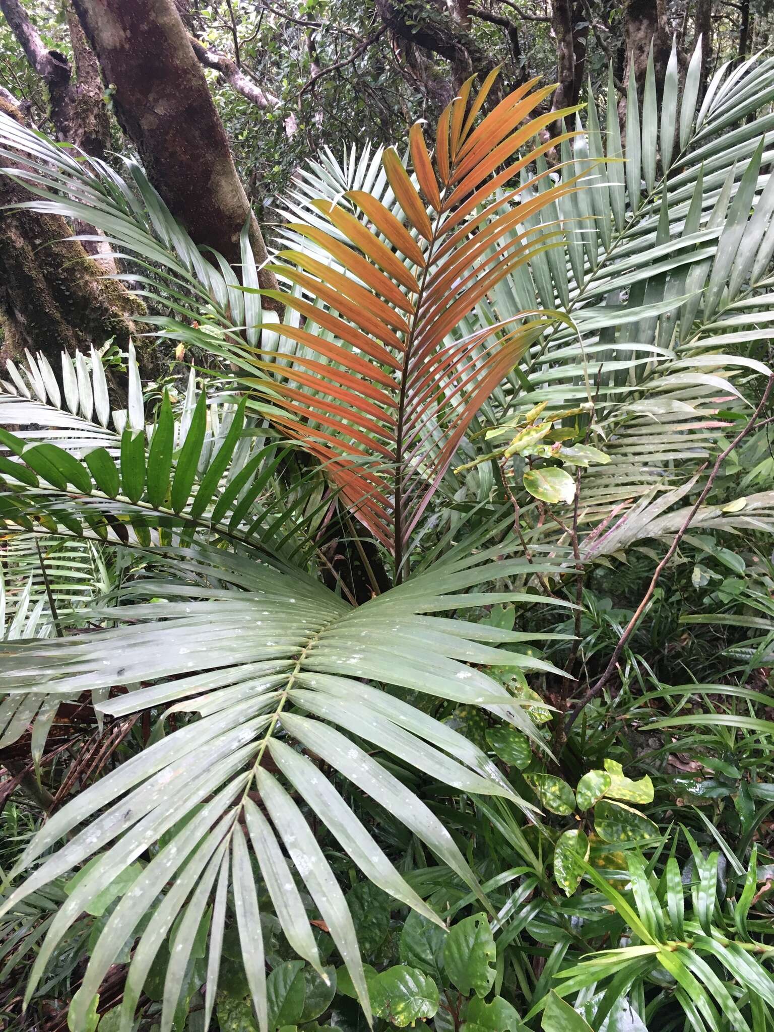 Image de Laccospadix australasicus H. Wendl. & Drude