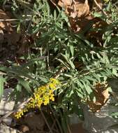 Image of Julia's goldenrod