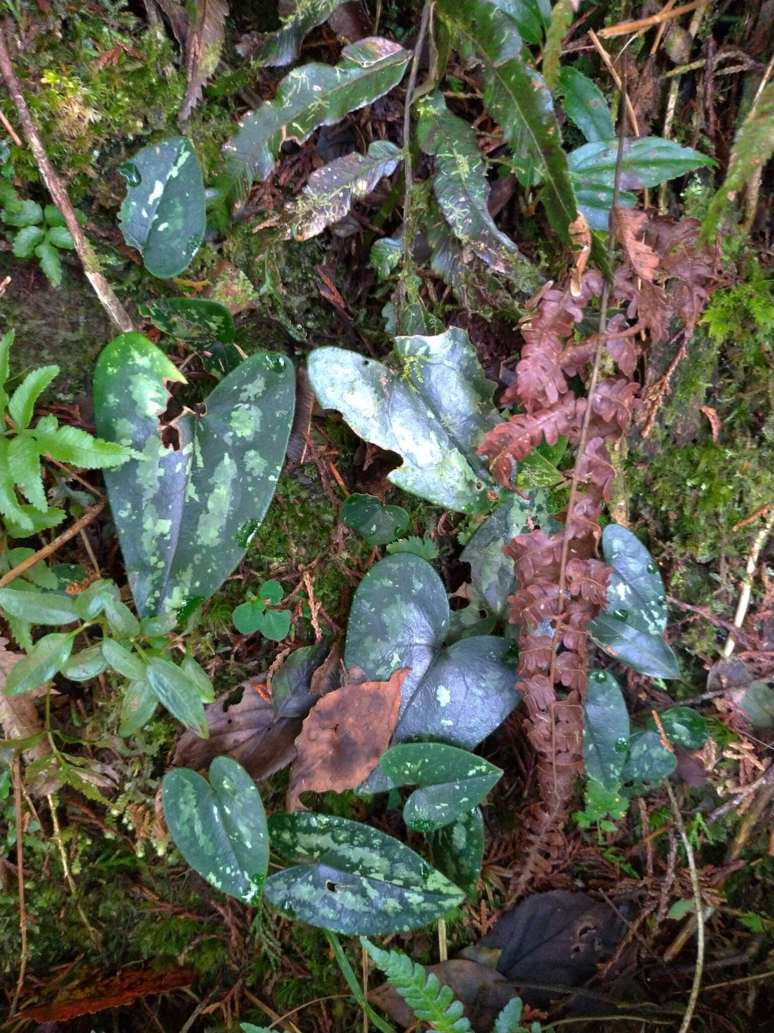 Image of Asarum taipingshanianum S. F. Huang, T. H. Hsieh & T. C. Huang