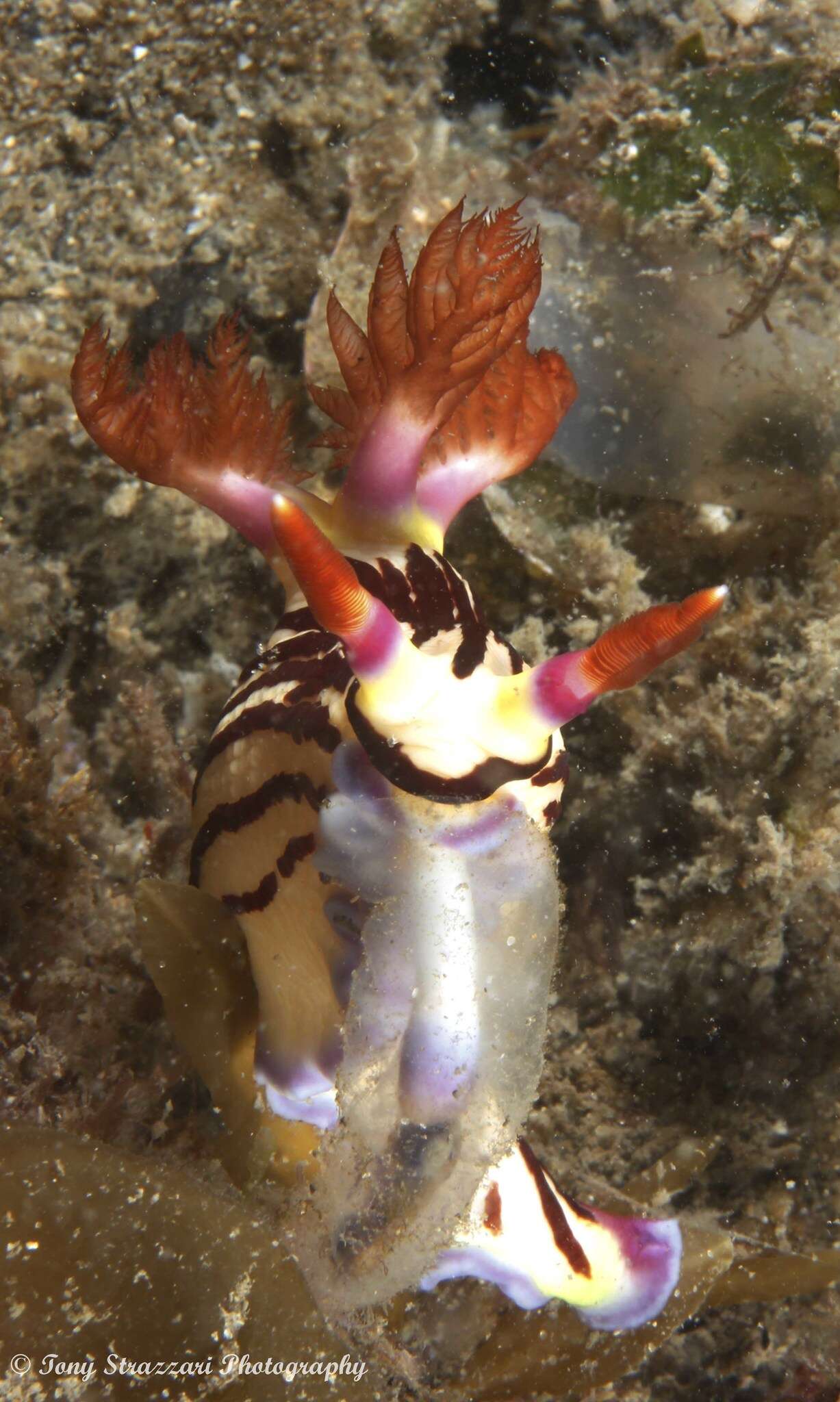 Image of Nembrotha purpureolineata O'Donoghue 1924