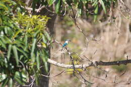 Image of Todiramphus sanctus canacorum (Brasil & L 1916)