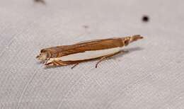 Image of Large-striped Grass-veneer Moth