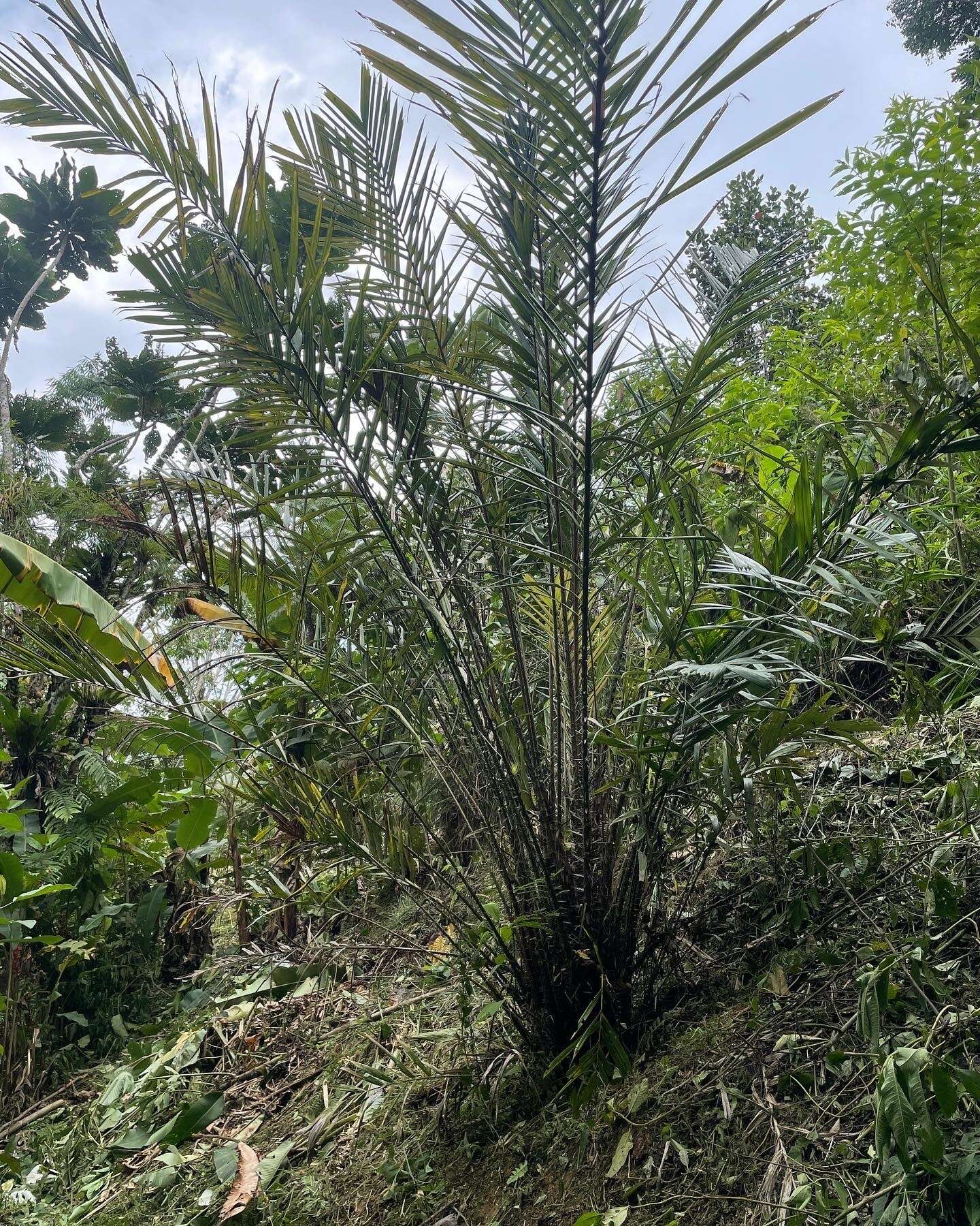 Image of salac palm