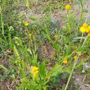 Image de Helenium amphibolum