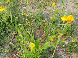 Image de Helenium amphibolum