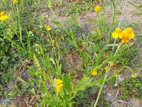 Image of Helenium amphibolum