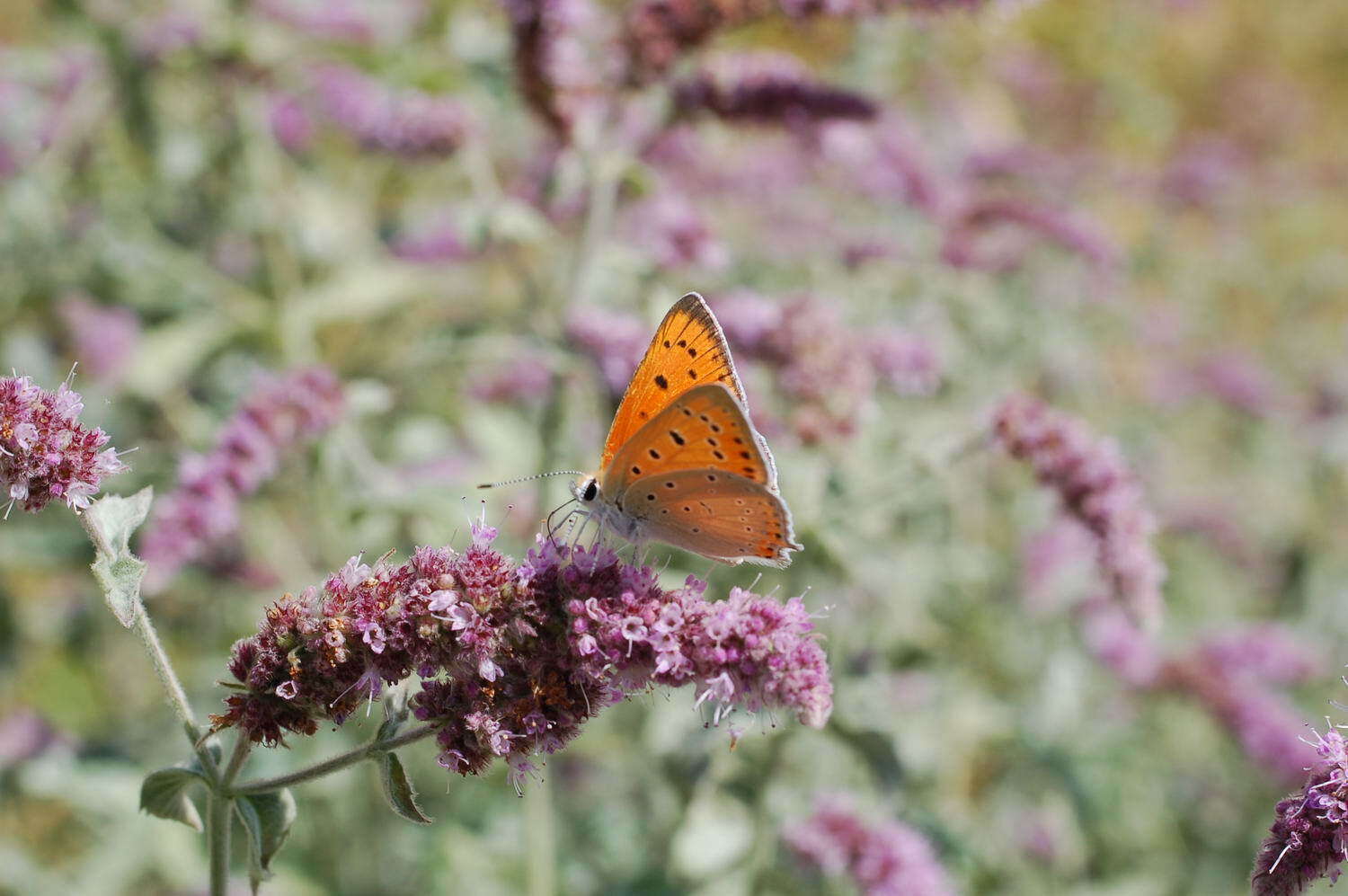 Image de Lycaena asabinus (Herrich-Schäffer (1851))