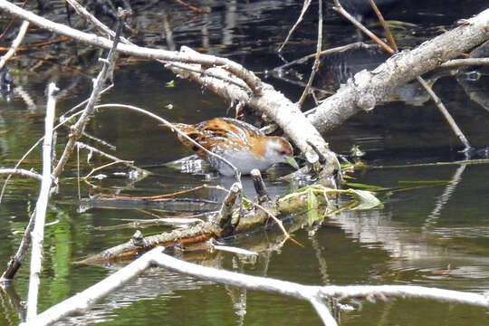 Image of Baillon's Crake