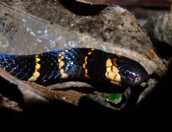 Image of Carib Coral Snake
