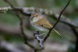 Image of Rusty-fronted Tody-Flycatcher