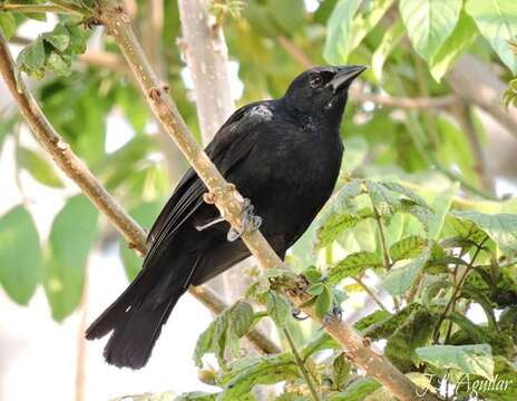 Image of Scrub Blackbird