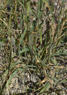 Image of Australian millet