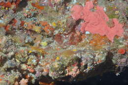 Image of Giant pink ascidian
