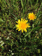 Image of Potato dandelion