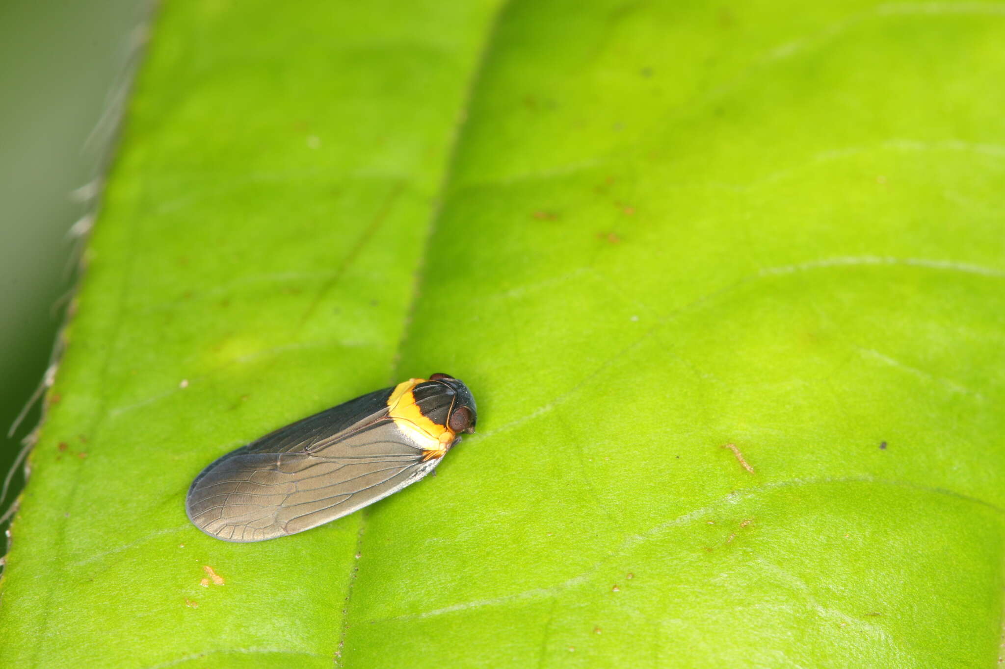 Image of Plectoderes (Plectoderes) collaris Coquebert de Montbret 1801