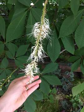 Imagem de Aesculus parviflora Walt.