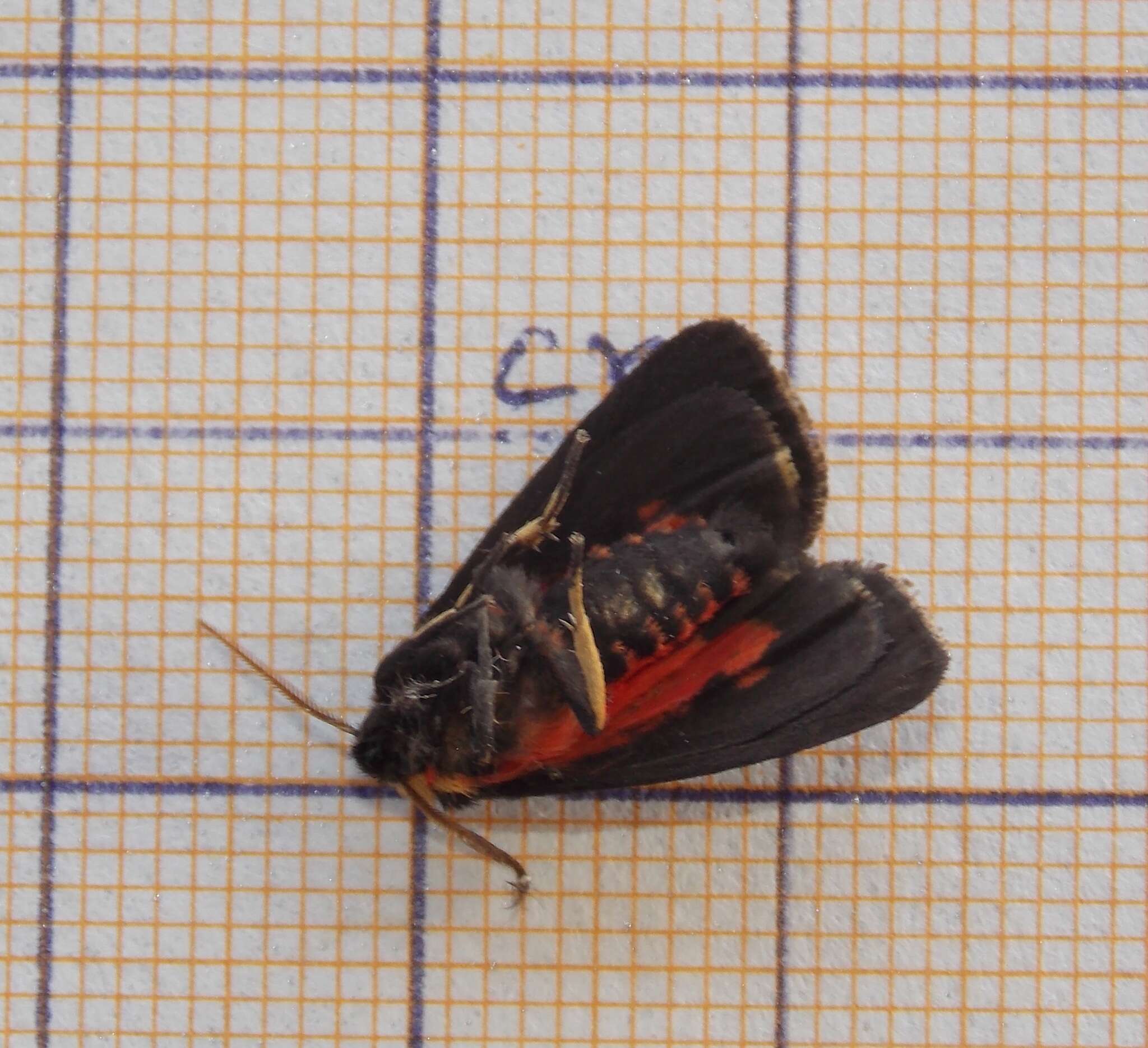 Image of Caribarctia cardinalis Ferguson 1985