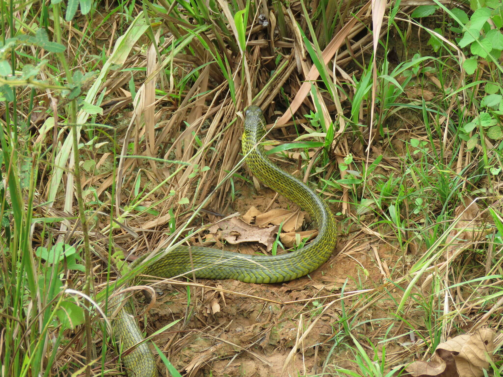 Image of Amazon Puffing Snake