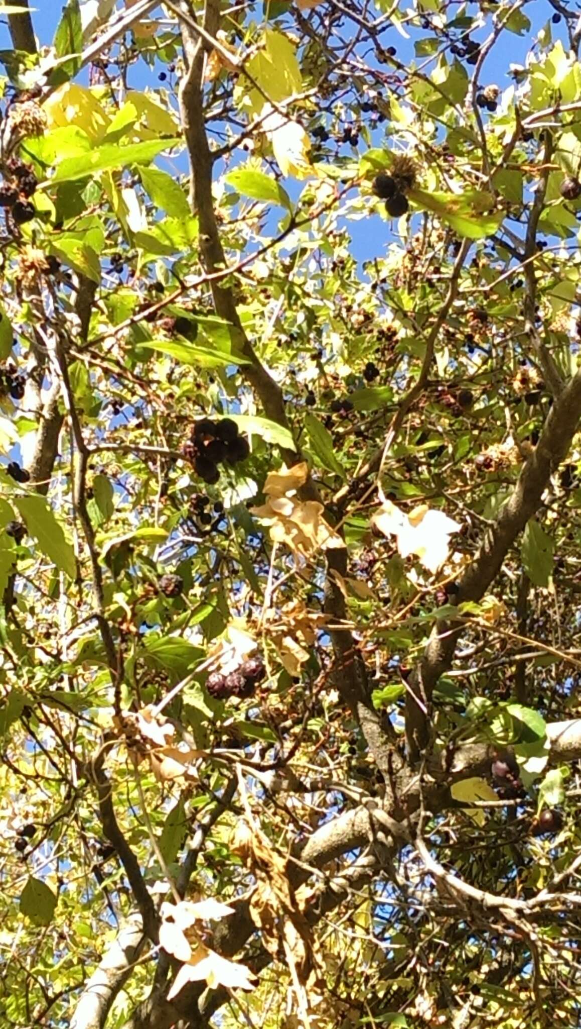 Image of black hawthorn