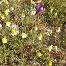 Image de Linaria joppensis Bornm.