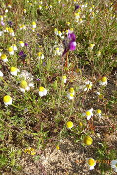 Image of Linaria joppensis Bornm.