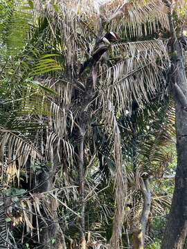 Image of Calamus jenkinsianus Griff.