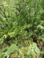 Image of Senecio bonariensis Hook. & Arn.