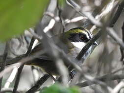 Image of Green-striped Brush Finch