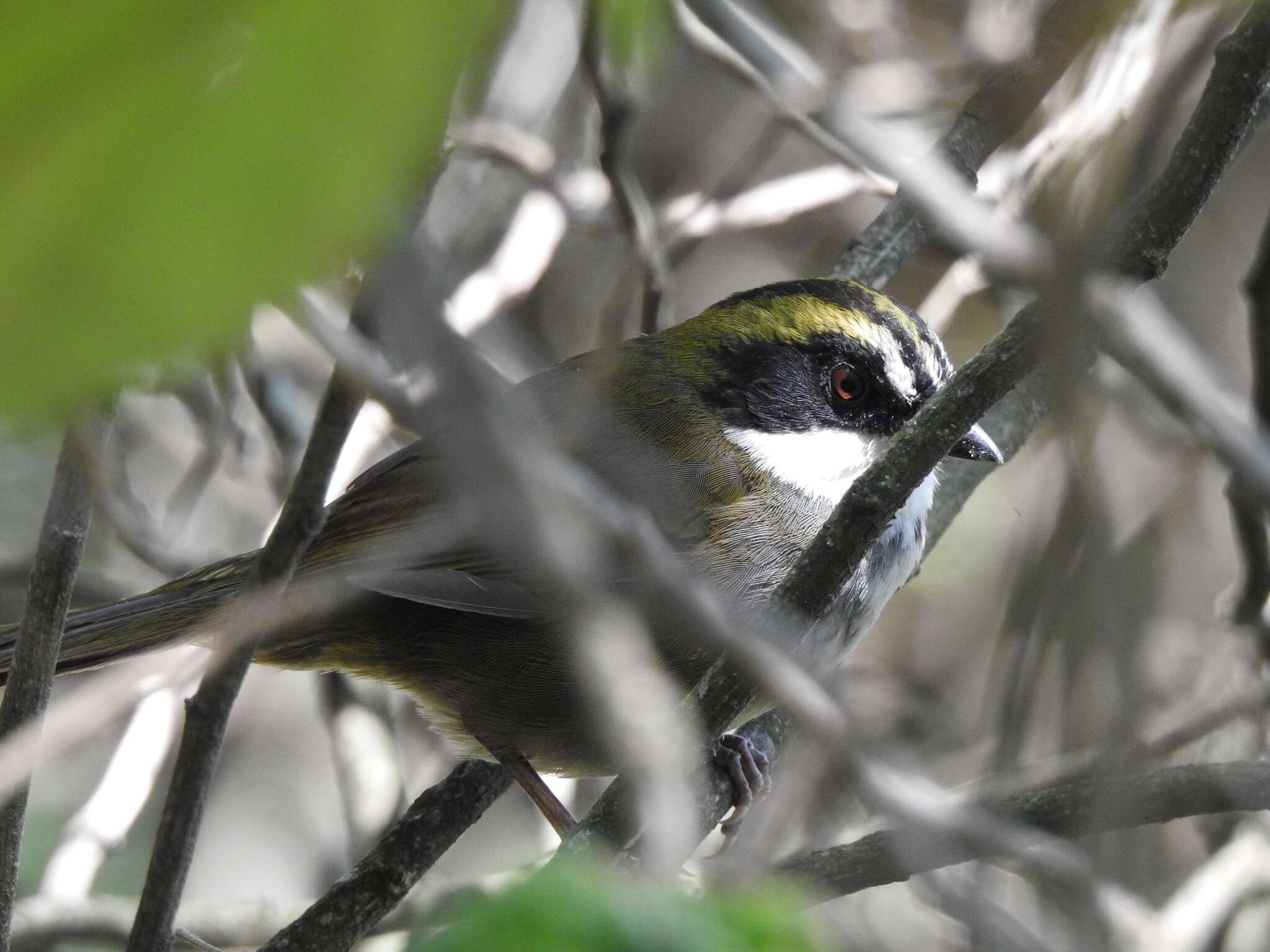 Arremon virenticeps (Bonaparte 1855) resmi