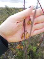 Слика од Eucalyptus sepulcralis F. Müll.