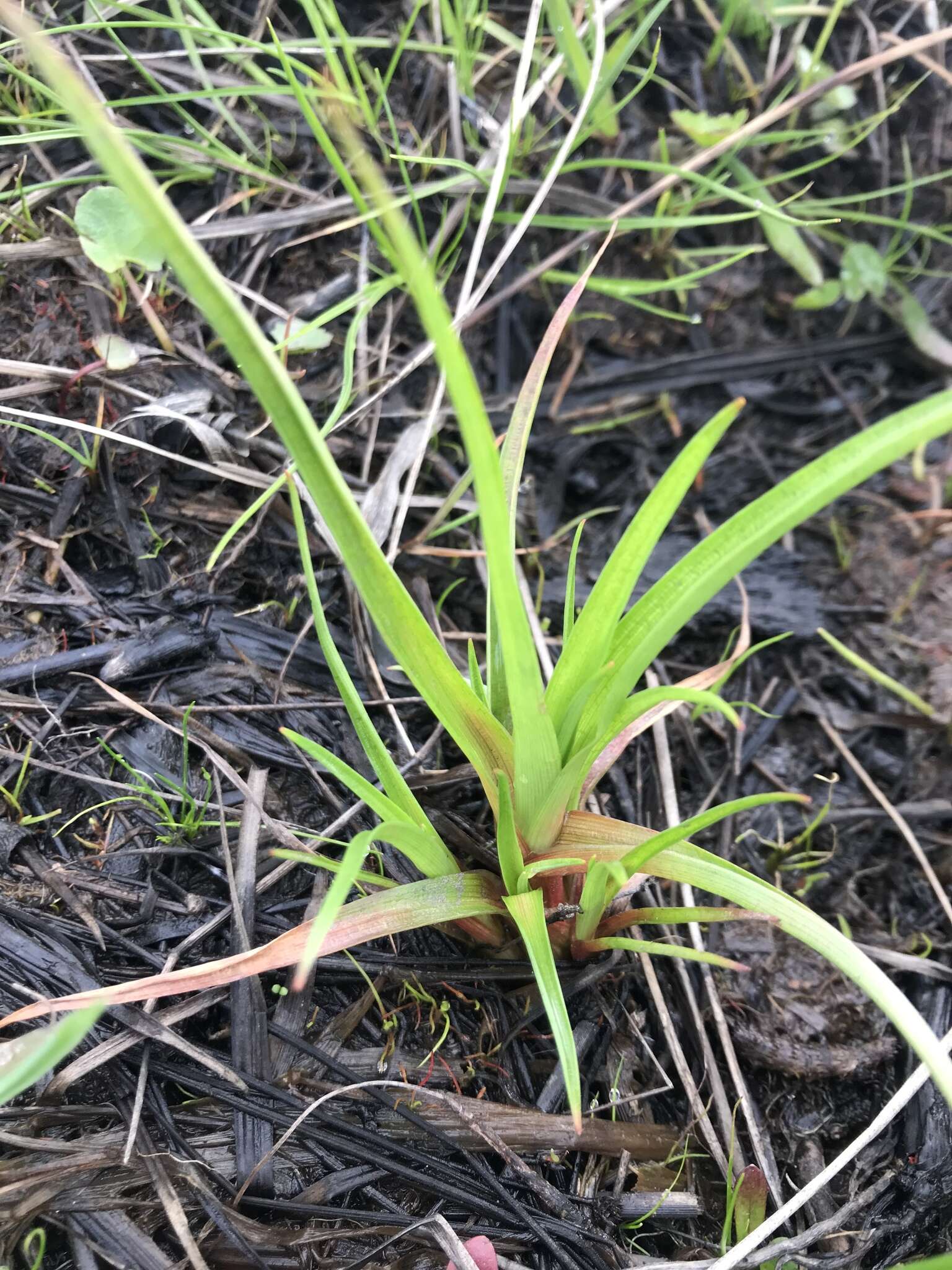 Слика од Juncus planifolius R. Br.