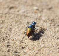 Image of Cicindela (Cicindela) scutellaris scutellaris Say 1823