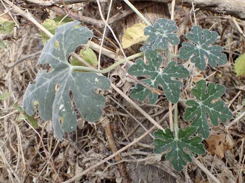 Image of Cucurbita cordata S. Watson