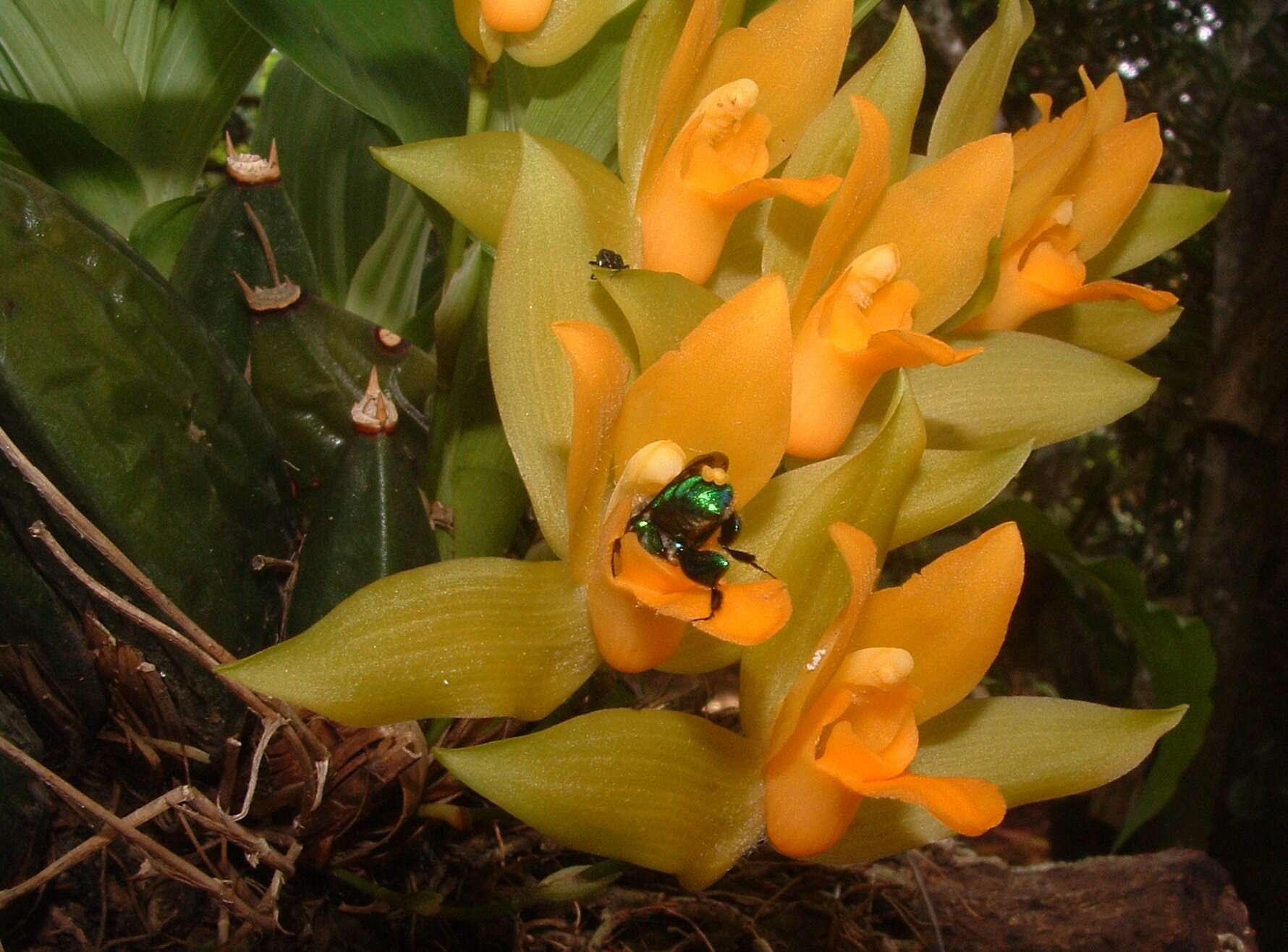 Image of Sweet scented Lycaste