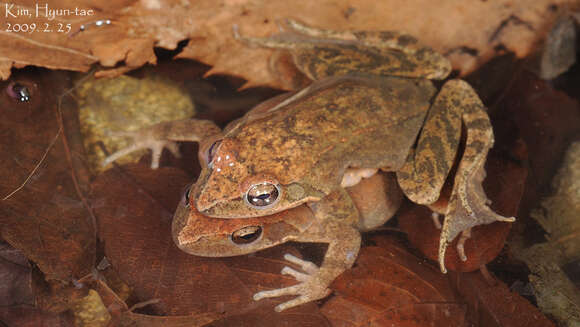 Image of Huanren Frog