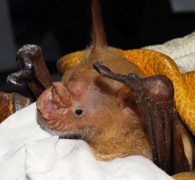 Image of Commerson's Leafnosed Bat